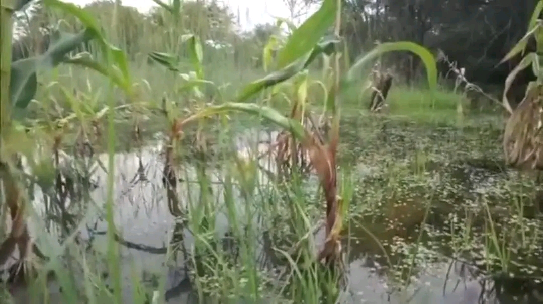 Floods leave 300 households submerged in Sioma, elephants worsen crisis